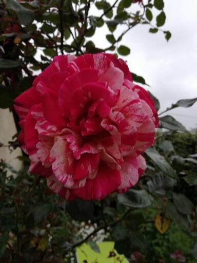 ブサック Au Coeur Du Jardinヴィラ エクステリア 写真