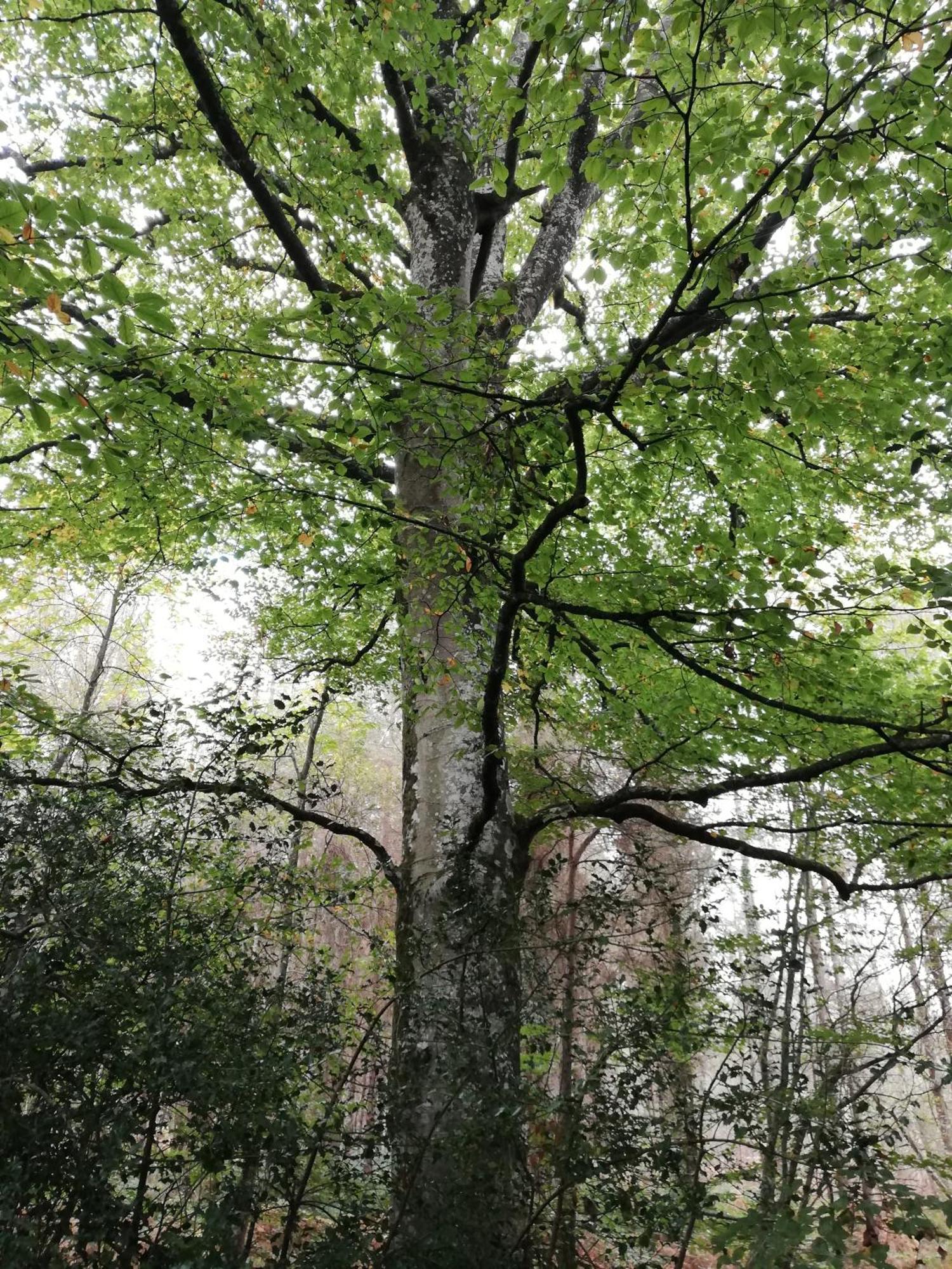 ブサック Au Coeur Du Jardinヴィラ エクステリア 写真